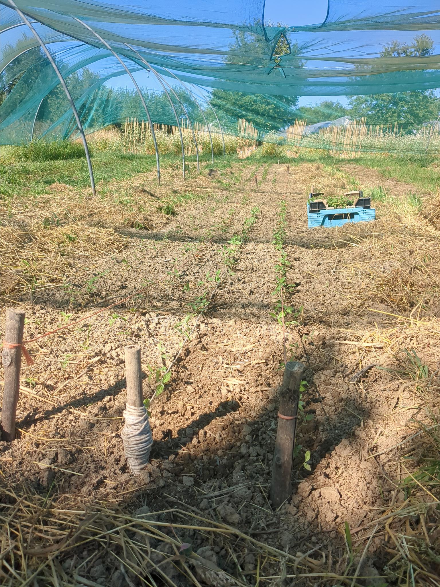 Jeunes plants champêtres en pépinière