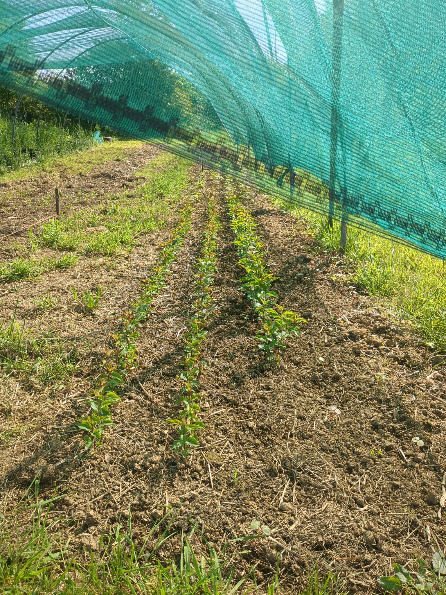 Les plants qui poussent