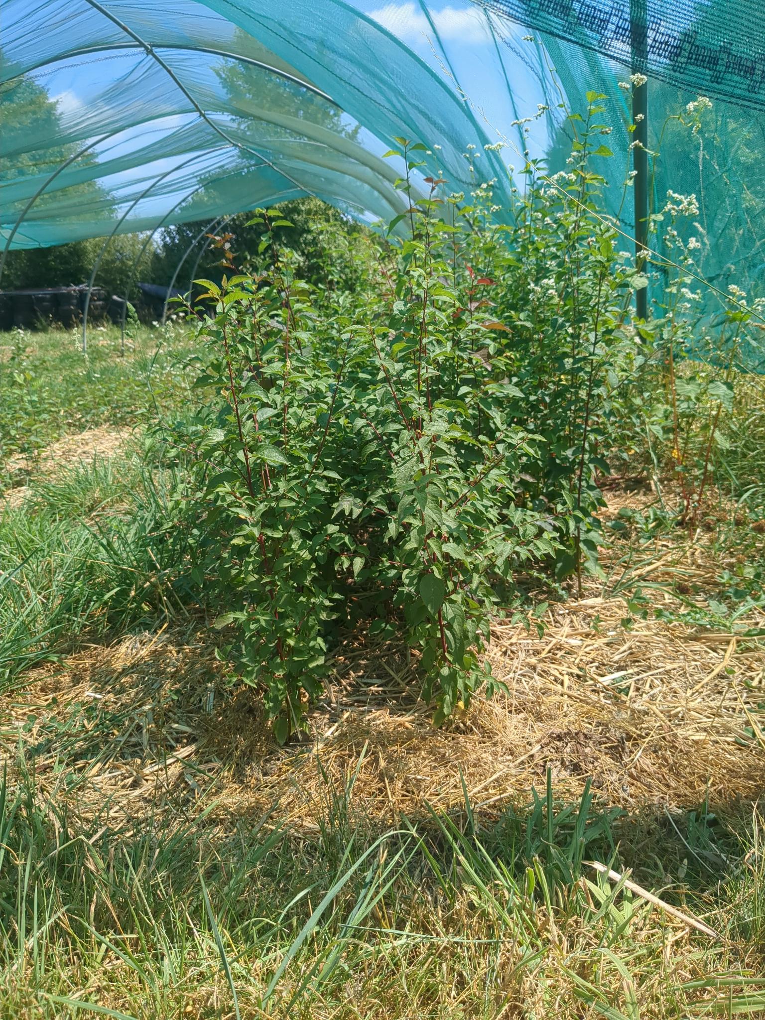 Plant de myrobolan