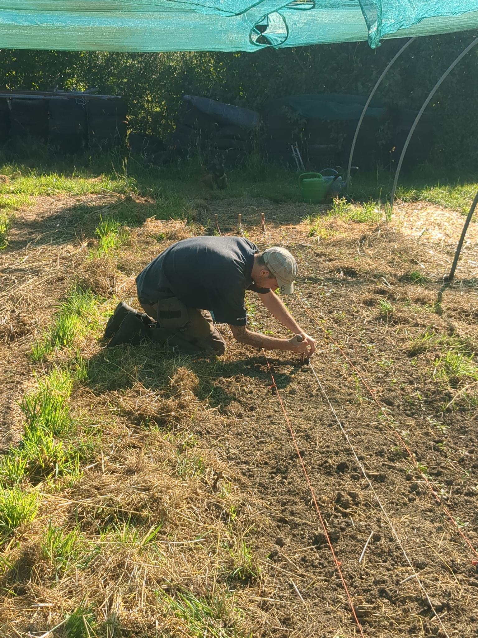 Repiquage des jeunes plants champêtres