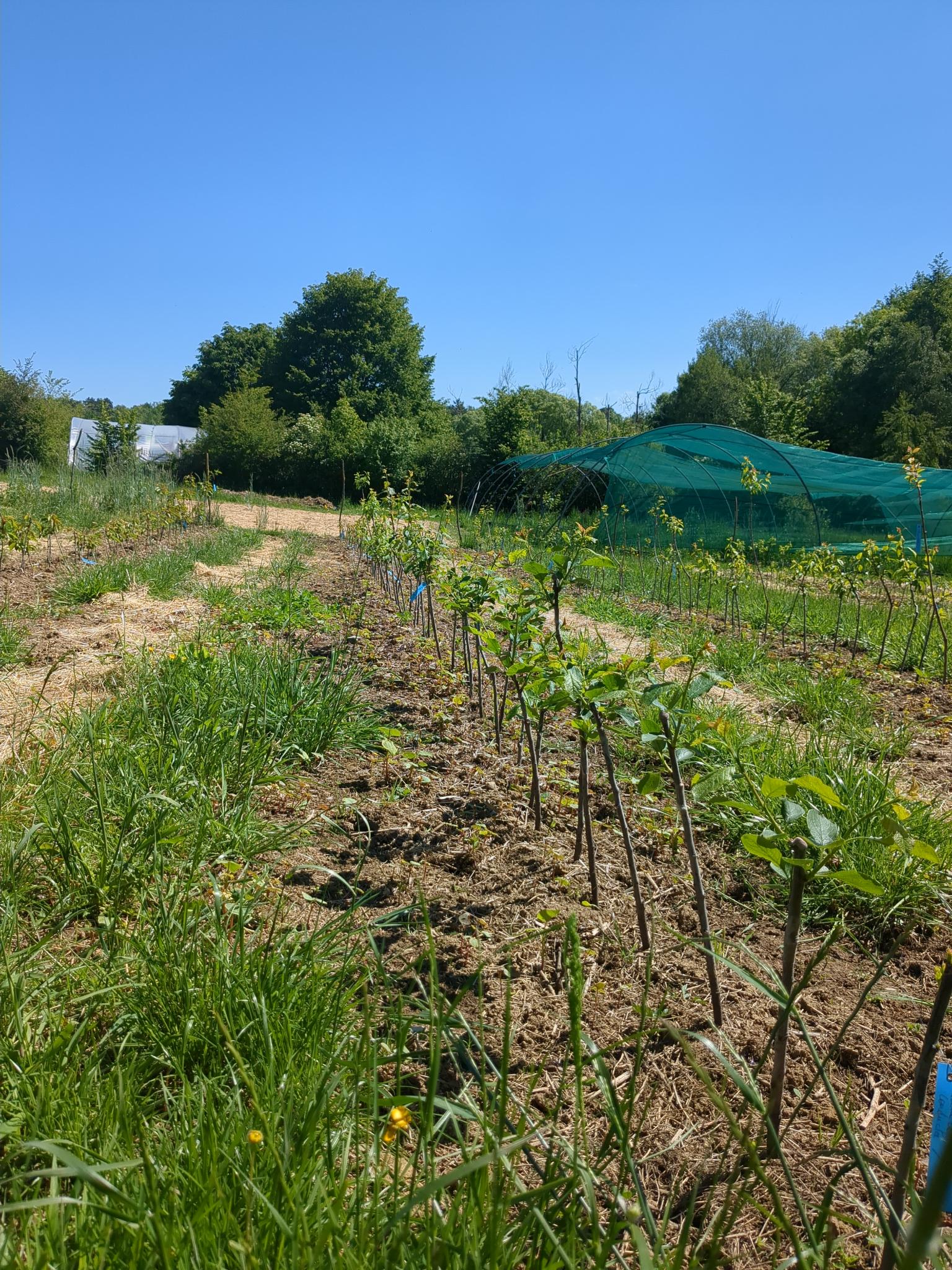 Reprise des scions de fruitiers
