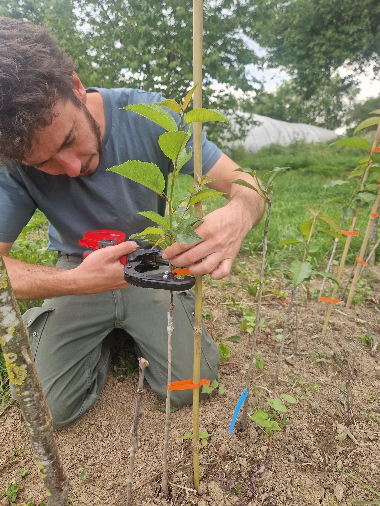 Tuteurage des jeunes arbres fruitiers