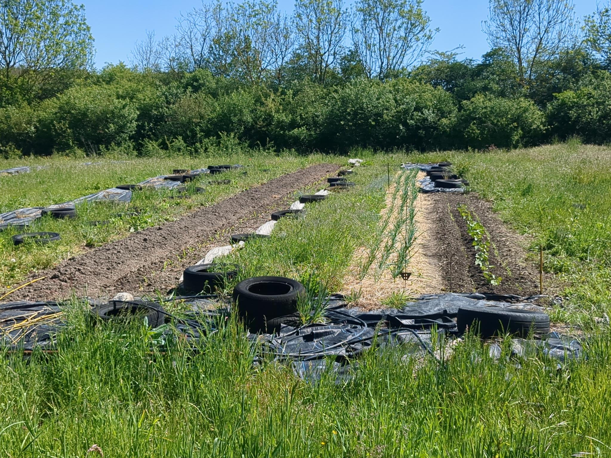 Début du maraîchage