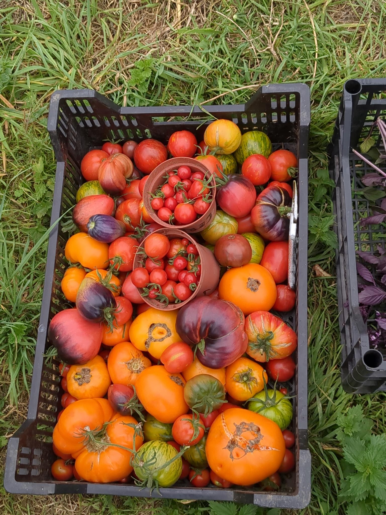 Récolte de tomates